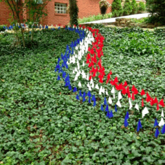 Seeing a red (or white, or blue) flag