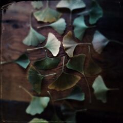 Barbara’s ginkgo tree 2022 update